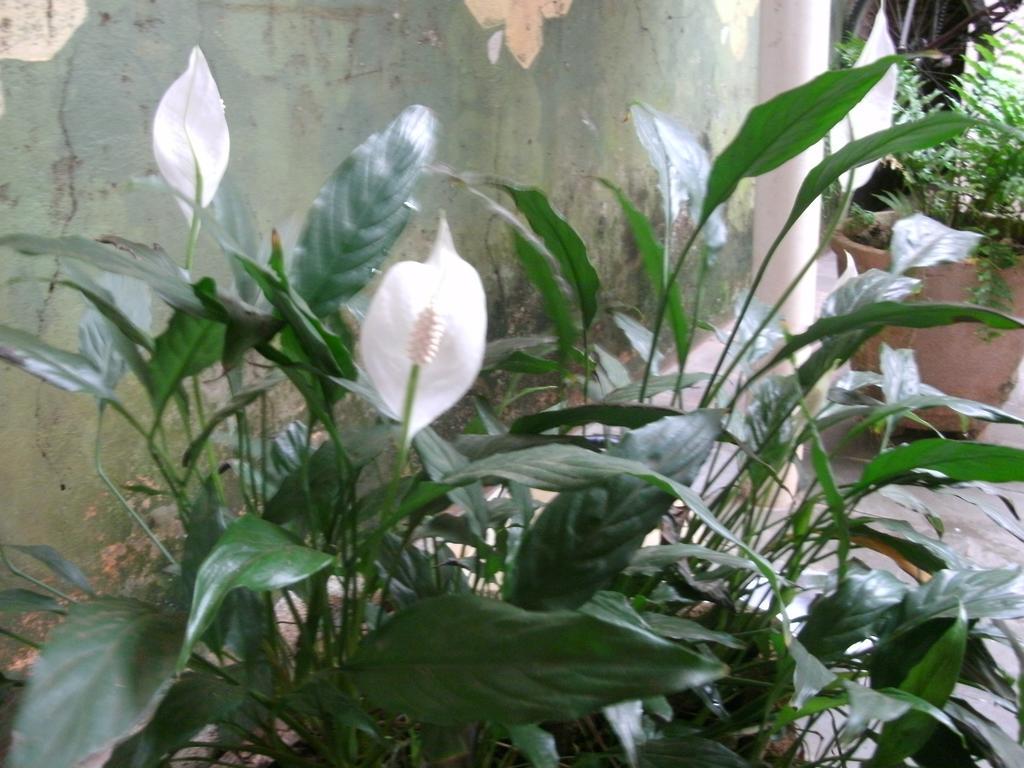 דירות פוז דו איגואסו Gardenia House מראה חיצוני תמונה